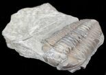 Bargain Flexicalymene Trilobite - Ohio #40749-1